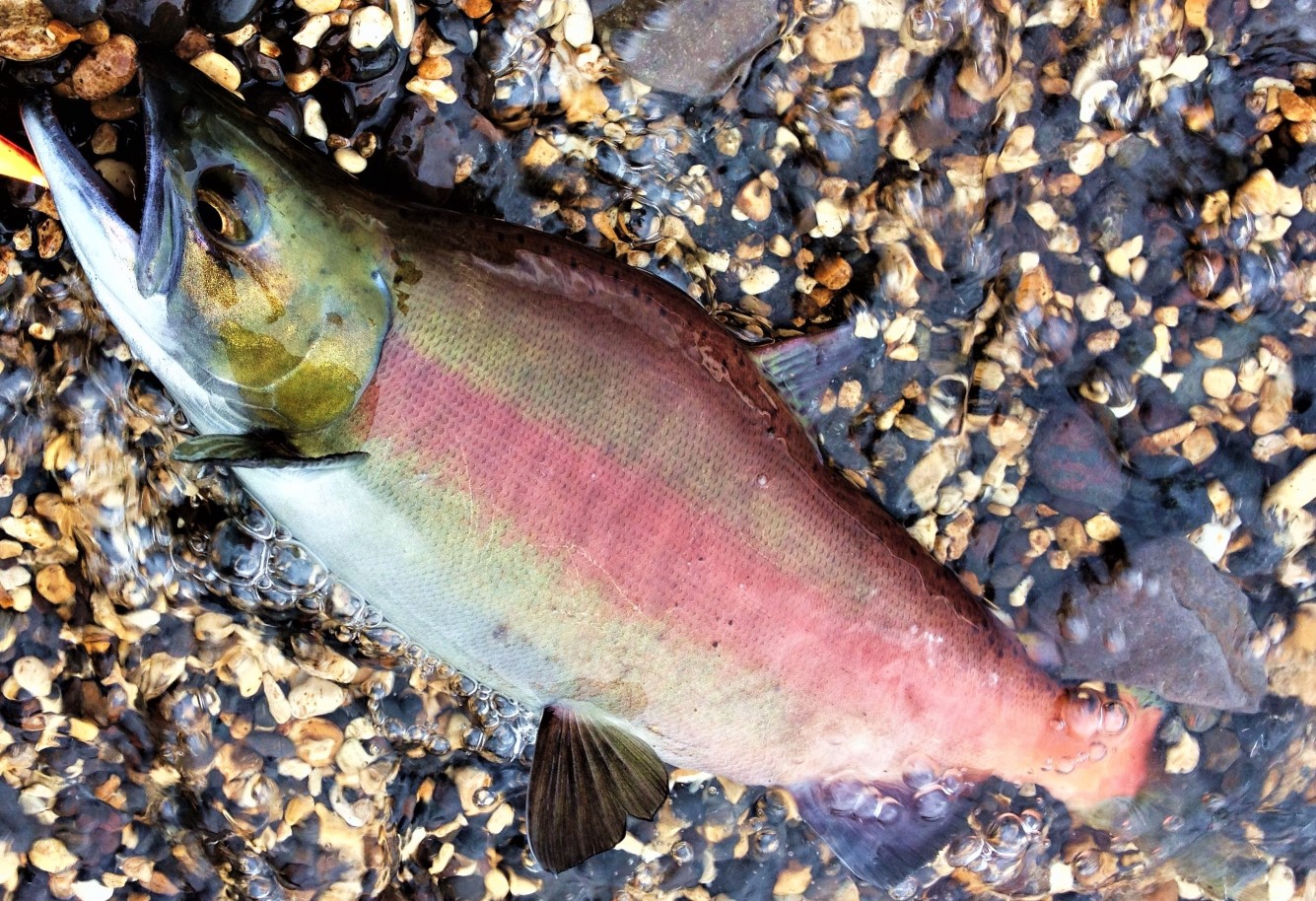 ベニザケは日本で獲れない人気の高級魚 日本食品名産図鑑 ベニザケは日本で獲れない人気の高級魚 日本食品名産図鑑