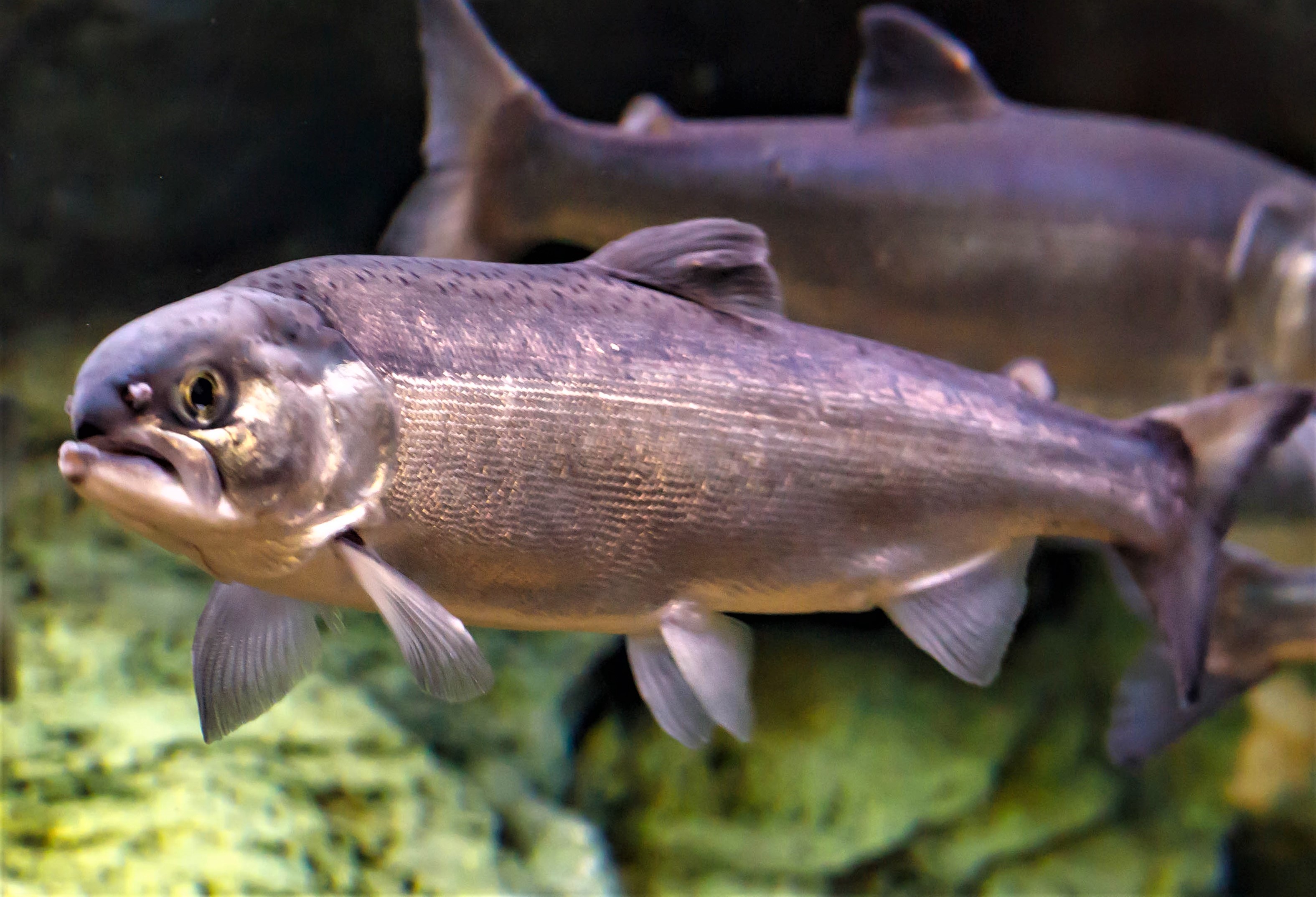 ベニザケは日本で獲れない人気の高級魚 日本食品名産図鑑 ベニザケは日本で獲れない人気の高級魚 日本食品名産図鑑