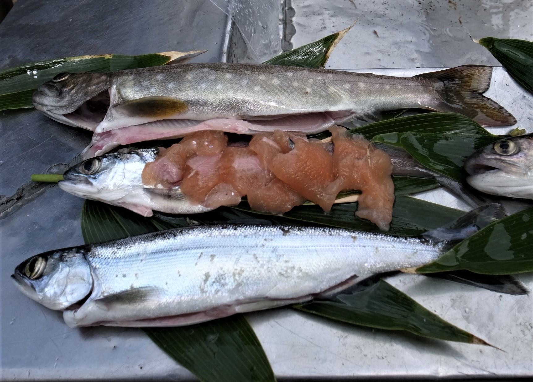 ベニザケは日本で獲れない人気の高級魚 日本食品名産図鑑 ベニザケは日本で獲れない人気の高級魚 日本食品名産図鑑