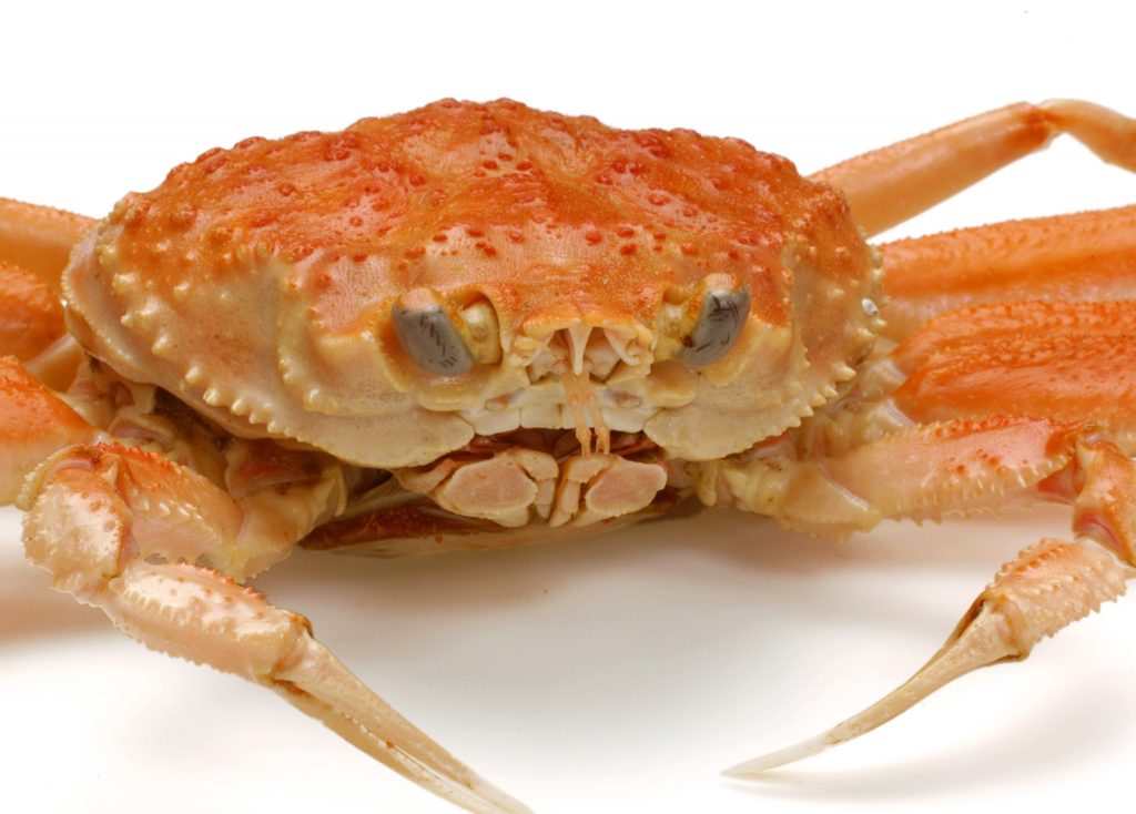 ズワイガニは冬の日本の最上味覚 日本食品名産図鑑