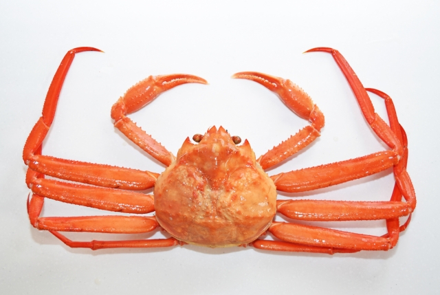 紅ズワイは安くてコスパがいい蟹です 日本食品名産図鑑