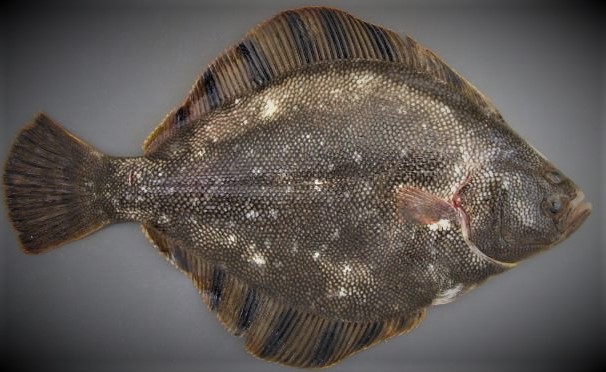 マツカワカレイは北の高級魚 日本食品名産図鑑