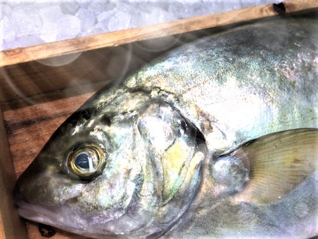 天然シマアジは超高級魚です 回転寿司は養殖物 日本食品名産図鑑