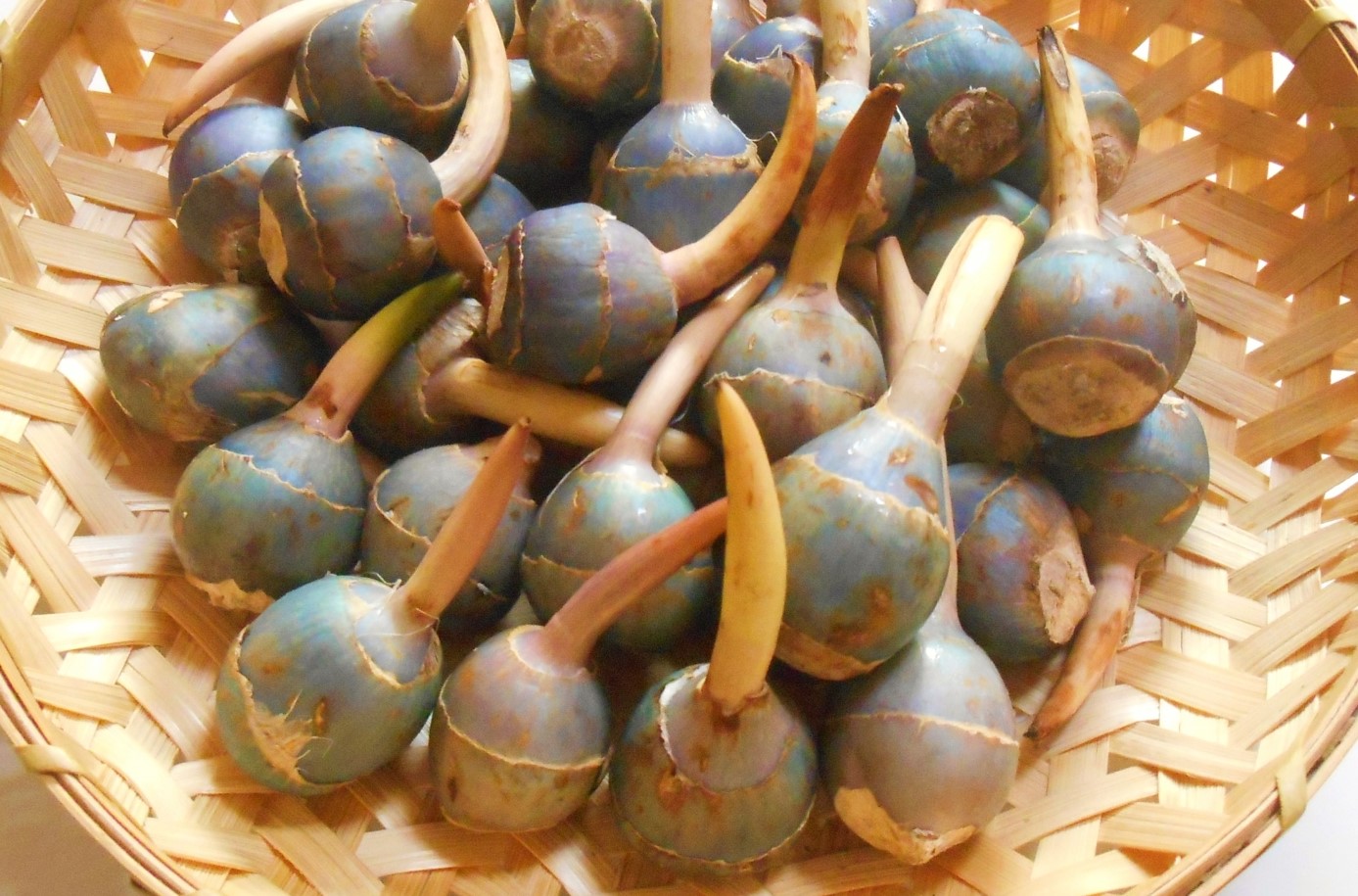 クワイを食べるのは日本と中国だけ 日本食品名産図鑑