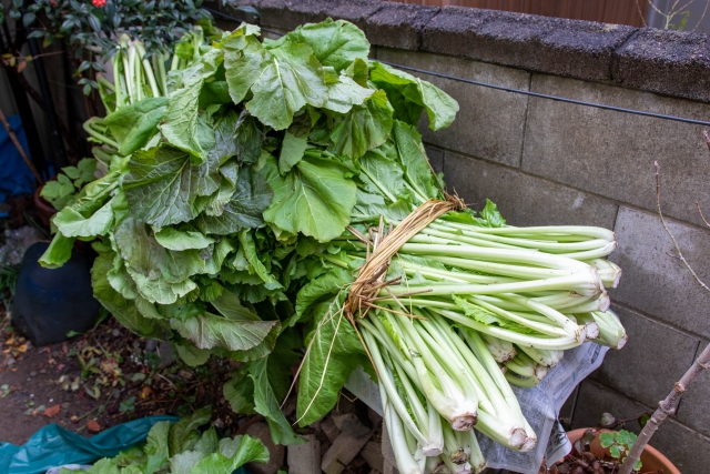 漬け菜という野菜はあるの 日本食品名産図鑑