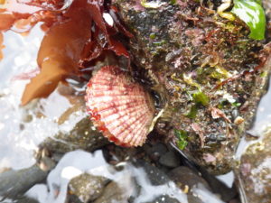 丸で竜宮の扇のようなヒオウギガイ 日本食品名産図鑑