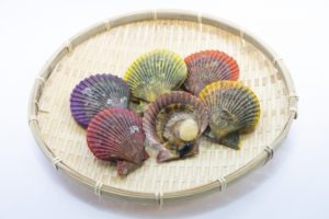 丸で竜宮の扇のようなヒオウギガイ 日本食品名産図鑑