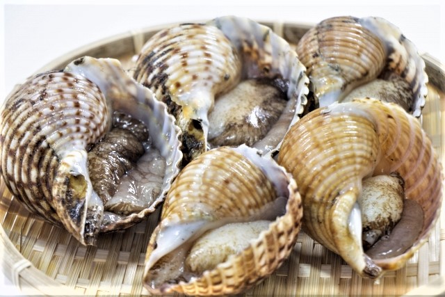貝類 日本食品名産図鑑